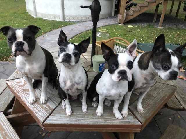 Photo of the Plante family Boston Terriers